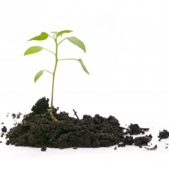 green plant in soil on a white background