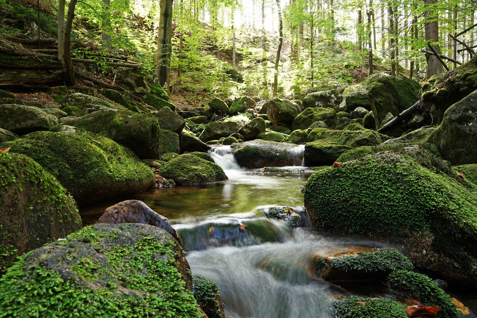 Bach im Wald